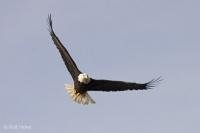Stock photos of Birds Flying, American National Symbol