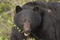 Image of a large male Black Bear