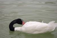A Black Necked Swan rustling his feathers at L'Oceanografic at the City of Arts and Science in Valencia, Spain in Europe.