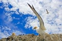 An Australasian Gannet prepares for take off at the Black Reef Colony on the North Island of New Zealand.