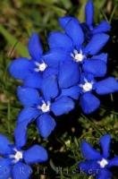 Delicate blue flowers in full bloom in the meadows of Port de la Bonaigua (Bonaigua Pass) in the Pyrenees Mountain range in Catalonia, Spain in Europe.