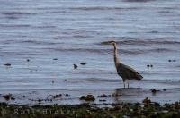 The blue heron is a graceful, iconic bird of Northern Vancouver Island, and is commonly seen along the shoreline.