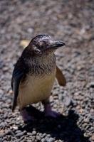 A cute little Blue Penguin looks curiously at visitors to the Auckland Zoo, New Zealand.