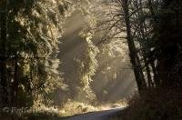 The lush flora of the Boreal Forest biome of the Olympic Peninsula in Washington, USA,