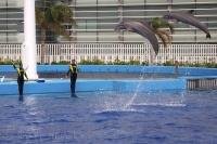 Each Bottlenose Dolphin at the L'Oceanografic in Valencia, Spain performs high leaps where they reach great heights out of the water.
