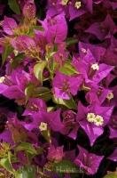 The beauty of the delicate purple Bougainvillea flowers adds grace to the gardens in Oliva, Valencia in Spain, Europe.