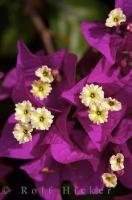 The Bougainvillea flowers in Valencia, Spain are colorful plants that create explosive pictures.