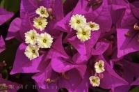 This beautiful purple plant known as the Bougainvillea is in full bloom in Oliva, Valencia in Spain, Europe.