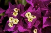A Beautiful and colorful flower - the Bougainvillea spectabilis.