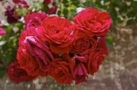 Roses grow in a perfect bouquet along the church wall in the village of Loarre in Huesca, Aragon, Spain.