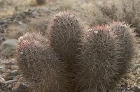 There are several varieties of wild cactus plants found in the Death Valley desert in California, USA.