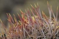 One of the many types of cactus found in Death Valley National Park in California, USA.