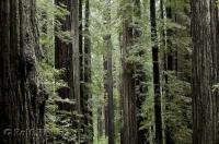 One of the most impressive state parks in California is the Humboldt Redwoods State Park with the Avenue of the Giants.