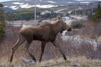 A moose wanders near the side of the road in the small town of St. Lunaire-Griquet on the Great Northern Peninsula of Newfoundland, Canada.