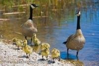 A pair of Canadian Geese watch over their goslings on the marsh shores of Lake Erie in Point Pelee National Park in Leamington, Ontario in Canada.