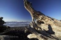 The pristine stoney beach along the Oregon Coast at Cape Meares strewn with driftwood.