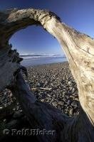 The roots of a weathered tree provide a frame for images of Cape Meares Beach in Oregon, USA.