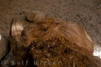 The cute face of the Capybara animal rests on a log in its habitat in the Tropical Forest at the Biodome de Montreal in Montreal, Quebec.
