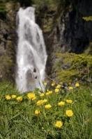 A cascading waterfall backdrops the yellow buttercups in the Val d'Aran nestled in the Pyrenees mountains in Catalonia, Spain.