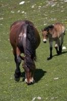 Two horses, a mother and her foal roam the green pastures of Bonaigua Pass in the Pyrenees in Catalonia, Spain.
