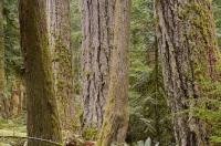 A picture of a mass of old growth trees fill the rainforest in Cathedral Grove in MacMillan Provincial Park on Vancouver Island in British Columbia, Canada.