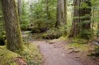 The walking track through Cathedral Grove Rainforest on Vancouver Island in British Columbia, Canada.