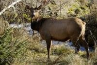 The scientific name for Roosevelt Elk is Cervus elephu roosevelti. Other common names are Olympic Elk or Wapiti.