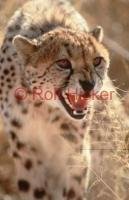 A cheetah showing teeth in Namibia.