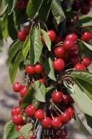 A cherry tree almost ready for picking in an orchard near Vall de Ebo in Valencia, Spain in Europe.