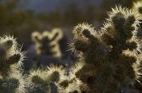 The Teddy Bear Cholla cacti is found in Death Valley National Park in California, USA.