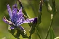 A flowering chicory plant otherwise known as Cichorium intybus L, in the Provence, France.