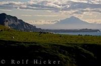 A paddock situated precariously near a sheer cliff, the dwelling place of a herd of sheep with a fabulous view of the North Taranaki Bight.