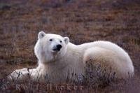 Global warming and climate change both have a direct impact on wildlife especially species who dwell in the arctic regions such as the great Polar Bear.