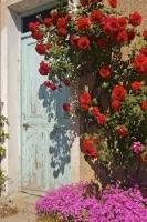 A rustic villa door is surrounded by climbing roses near Ponte du Loup, Provence, France.