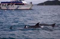 People find a swim to experience a close encounter with the wild Bottlenose Dolphins in the Bay of Islands in New Zealand, is something which they will never forget.