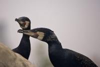 A pair of Cormorant Birds at the extensive L'Oceanografic aquarium in the city of Valencia, Spain.