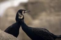 A pair of cormorants interact at the L'Oceanografic Aquarium in Valencia, Spain.