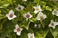 The scientific name for this prolific plant found in Alaska is Cornus canadensis L