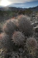 The spiny Cotton Top cactus found in Death Valley National Park makes for an interesting picture.
