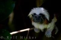 A cute little animal known as the Cotton Topped Tamarin resides at the Auckland Zoo in New Zealand.