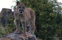 A young cougar stands amongst the greenery from atop a rock scoping out its next move in British Columbia, Canada.