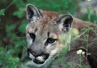 Cougar Pictures, Portrait of a Mountain Lion on Vancouver Island, British Columbia
