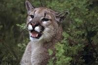 The cougar is an animal which occurs mostly in Western North America in areas which provide adequate cover as well as prey.
