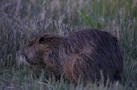 A coypu is a large rodent that is considered a pest but is also still highly valued for its fur in the Provence, France in Europe.