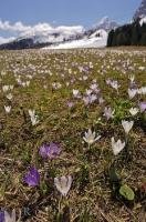 A field of crocus flowers extends for miles along the roadside at Kreuzbergpass in South Tyrol, Italy in Europe.