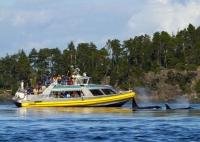 There are many operators of wildlife viewing tours from Vancouver Island including whale watching in British Columbia.