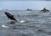 A jumping white sided dolphin photographed on a whale watching tour off Vancouver island