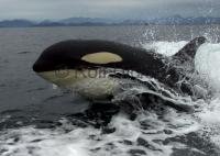 Surfing Orca beside a whale watching boat of Vancouver Island in Johnstone Strait, British Columbia