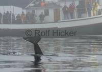 The Gikumi is one of the most known whale watching vessels on Vancouver Island along the British Columbia Coast of Canada