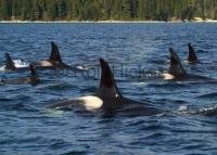 During a vacation in Canada be sure to try killer whale watching in bc from Telegraph Cove or Port McNeill on Northern Vancouver Island.